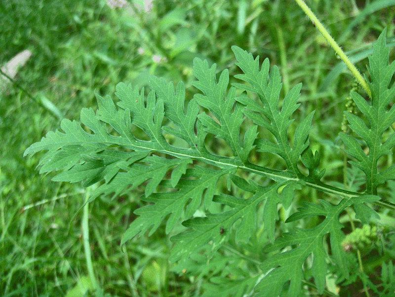 Ambrosia Zeit | Allergieauslösendes Gewächs