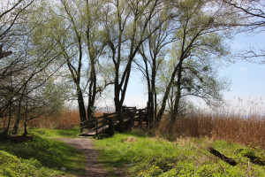 Aussichtsplattform Naturschutzgebiet Eriskircher Ried