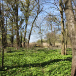 Baeume Naturschutzgebiet Eriskircher Ried