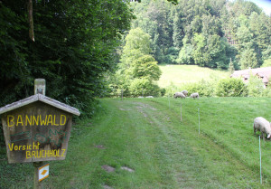 Bannwald Schmalegger Tobel