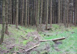 Eingang Viereckschanze Tannheim