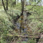 Entwaesserungsgraben Naturschutzgebiet Eriskircher Ried