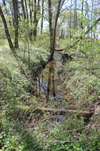 Entwaesserungsgraben Naturschutzgebiet Eriskircher Ried