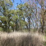 Flora Naturschutzgebiet Eriskircher Ried