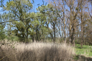 Flora Naturschutzgebiet Eriskircher Ried