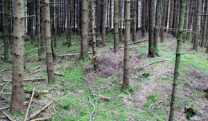 Innerhalb Viereckschanze Tannheim