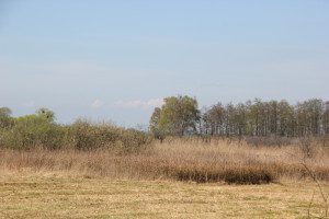 Riedwiese Naturschutzgebiet Eriskircher Ried
