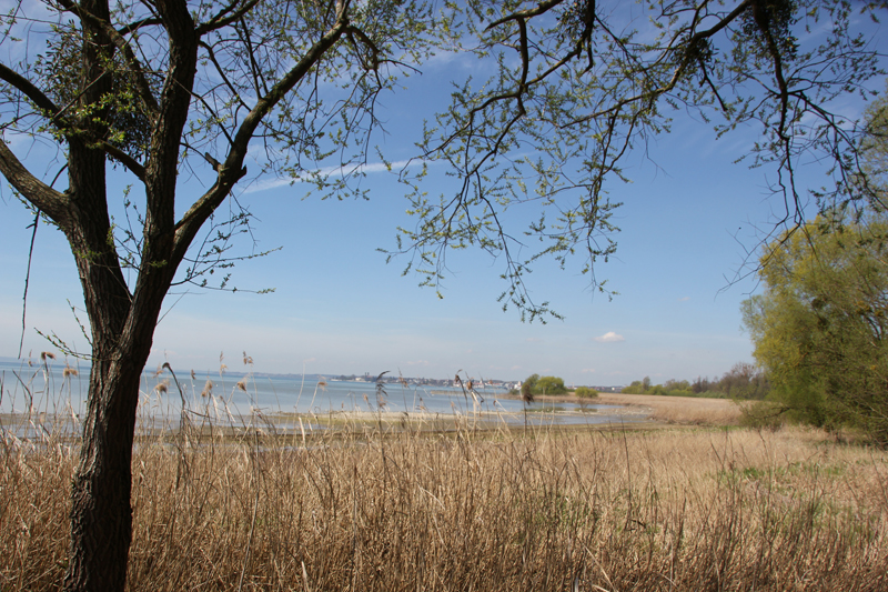 Naturschutzgebiet Eriskircher Ried | Am Bodensee