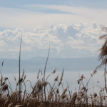 Schilf am Bodensee Naturschutzgebiet Eriskircher Ried