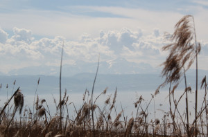 Schilf am Bodensee Naturschutzgebiet Eriskircher Ried