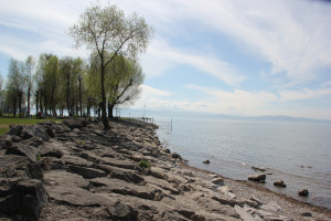 Steinufer Naturschutzgebiet Eriskircher Ried