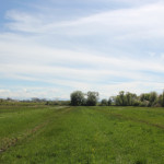 Streuwiese Naturschutzgebiet Eriskircher Ried