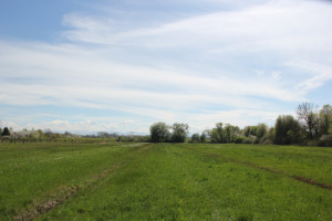 Streuwiese Naturschutzgebiet Eriskircher Ried