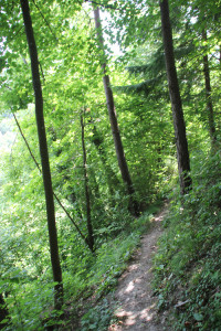 Trampelpfad zur Burg Schmalegg