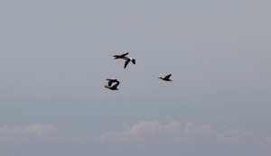 Voegel ueber Bodensee bei Eriskirch