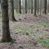 Keltische Viereckschanze bei Tannheim Wall Viereckschanze Tannheim