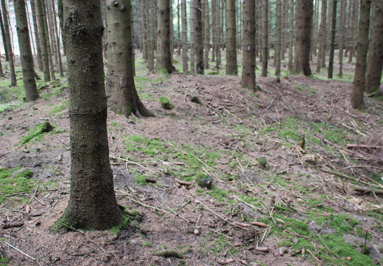 Keltische Viereckschanze bei Tannheim