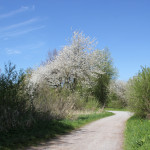 Weg durch Naturschutzgebiet Eriskircher Ried