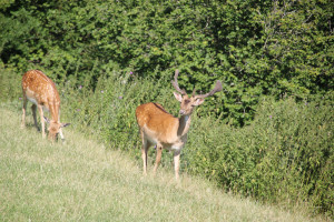 18 Wild am Schloss Zeil