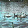 September 2019 | Veranstaltungen in Oberschwaben Schwaene auf dem Stadtsee Bad Waldsee