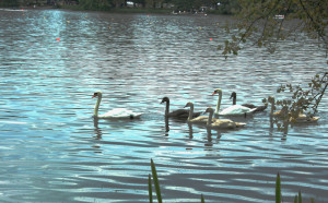 Schwaene auf dem Stadtsee Bad Waldsee