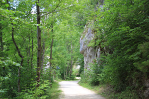 16 Donau-Radweg im Wald