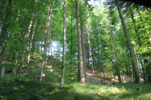 Jonistobel Bergsporn