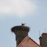 Storch Kloster Obermarchtal