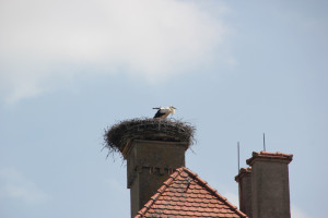 Storch Kloster Obermarchtal