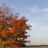 Oktober 2019 | Eventhinweise für Oberschwaben herbstbaum in oberschwaben
