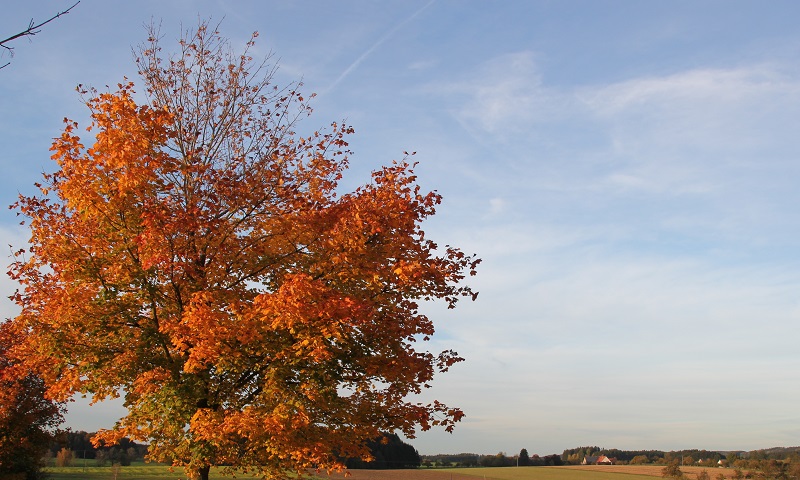 Oktober 2019 | Eventhinweise für Oberschwaben