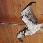 Ausgestopfter Vogel Naturschutzzentrum Eriskirch