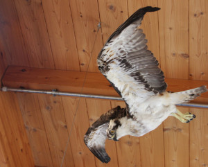 Ausgestopfter Vogel Naturschutzzentrum Eriskirch