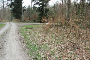 Feldweg durch Viereckschanze Ost