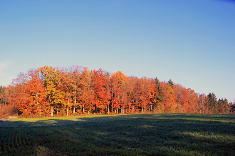 Veranstaltungen im November 2019 in Oberschwaben