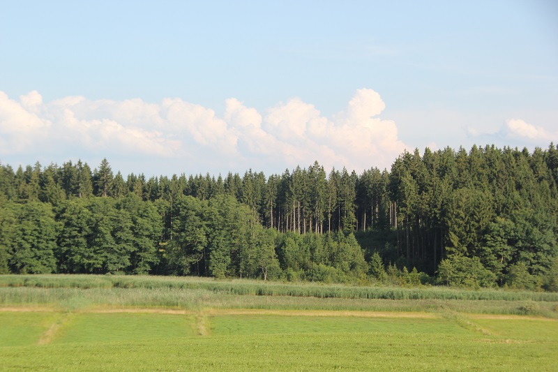 Roterweiher bei Kißlegg-Bremberg