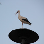 Storch Unterwaldhausen