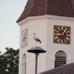 Storch Kirche Unterwaldhausen