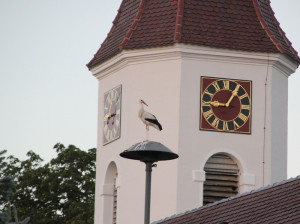 Storch Kirche Unterwaldhausen
