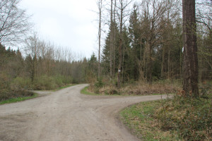 Viereckschanze Ost Altdorfer Wald