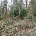 Wall der Viereckschanze Ost Altdorfer Wald