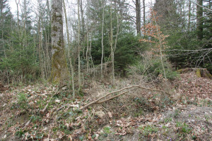 Wall der Viereckschanze Ost Altdorfer Wald