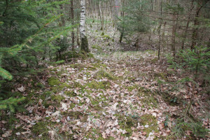 Wall und Graben westliche Wallanlage Kelten Sulpacher Wald