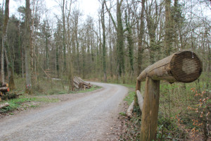 Wege im Altdorfer Wald