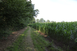 Feldweg zur Nagelburg