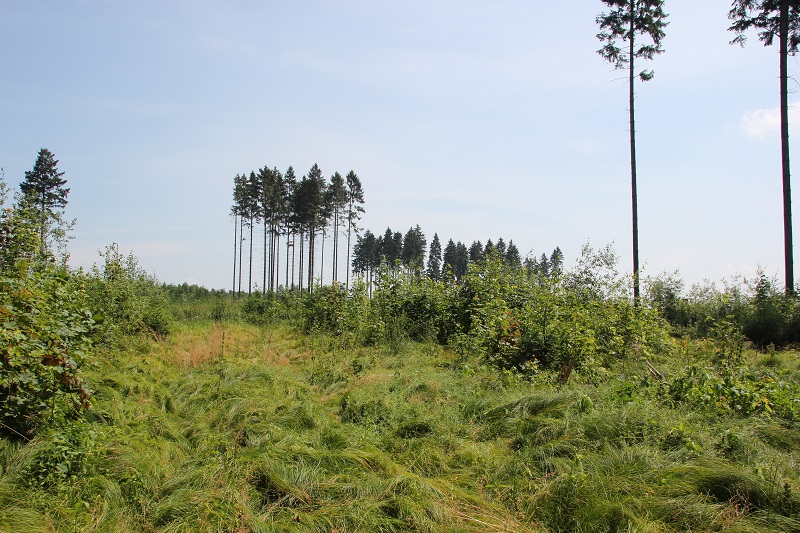 Keltische Viereckschanze bei Erbach