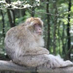 Berberaffe entlang Rundweg Affenberg Salem