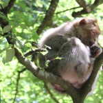 Berberaffe im Baum