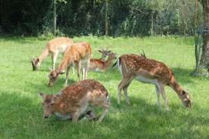 Gruppe Damwild Affenberg Salem
