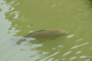 Karpfen Mendlishauser Weiher